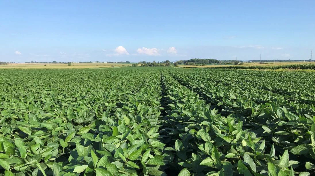 Champ de soya Katonda