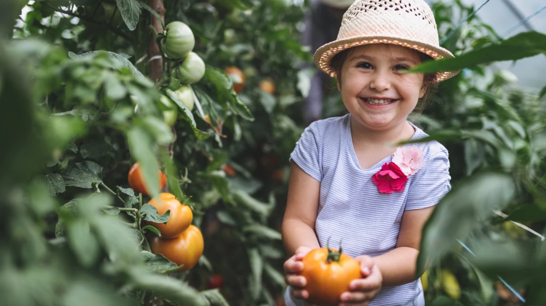 Enfant cueillant une tomate.