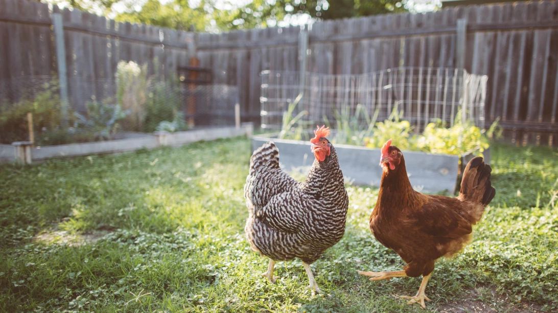 Poules en milieu urbain