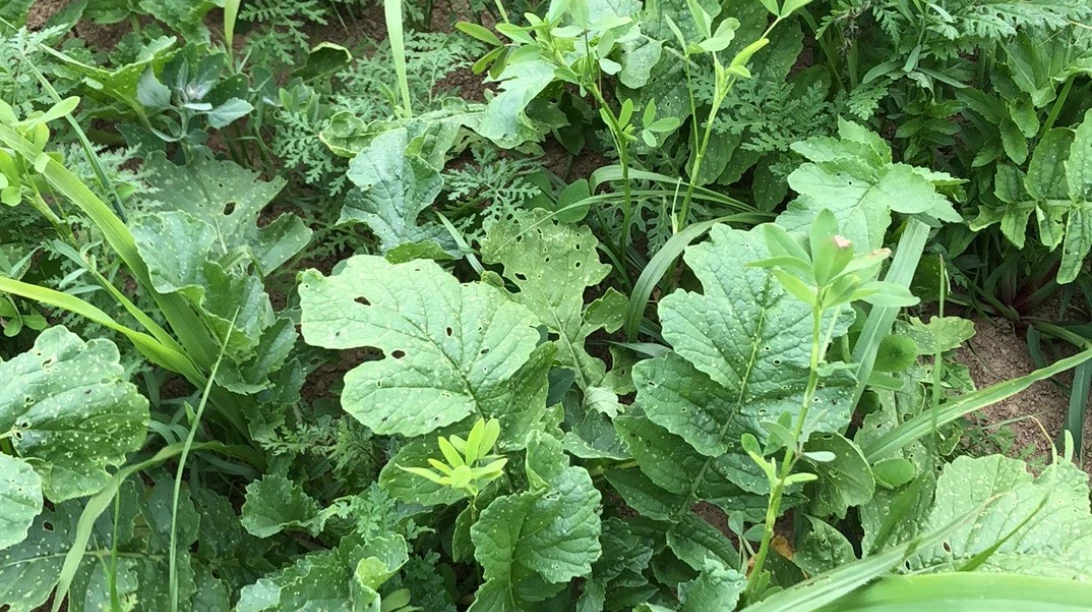 Culture à laquelle s'intègre une culture de couverture