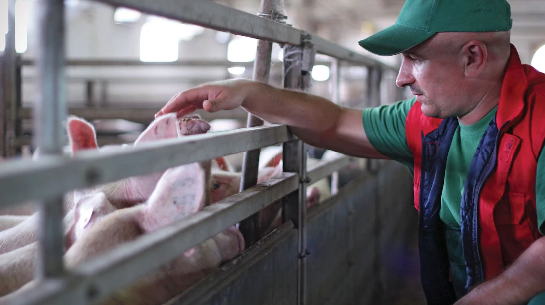 Producteur qui flatte la tête d'un porc