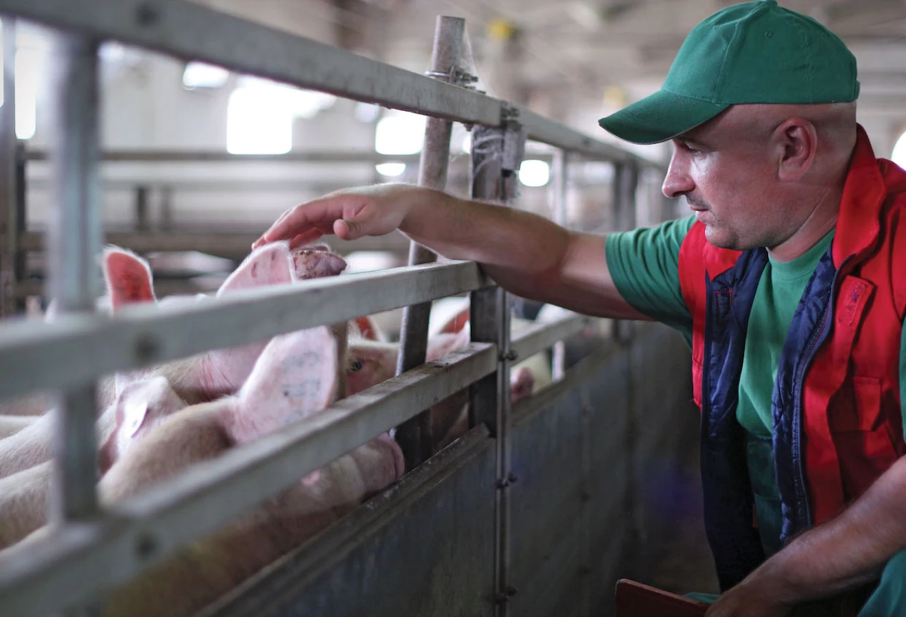 Producteur qui flatte la tête d'un porc