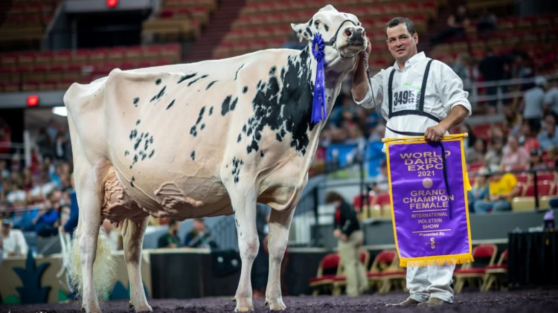 Photo de The Bullvine - Grande Championne et championne suprême
