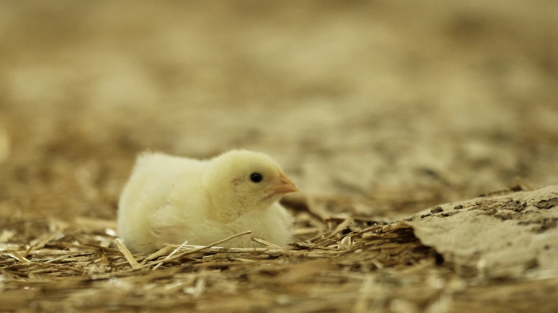 Poussin couché.
