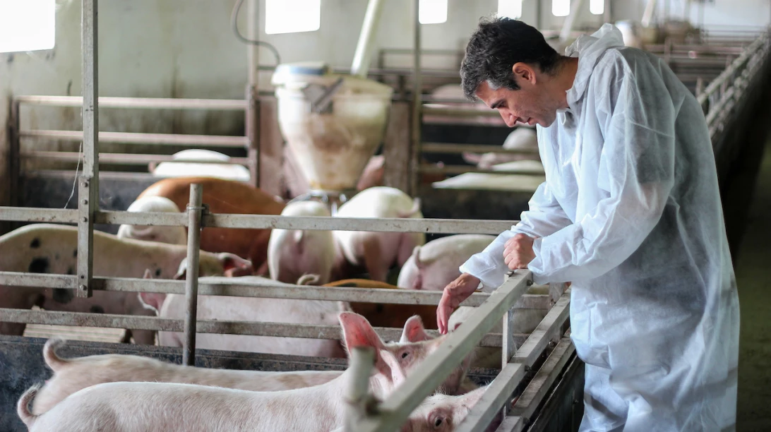 Vétérinaire visitant une porcherie