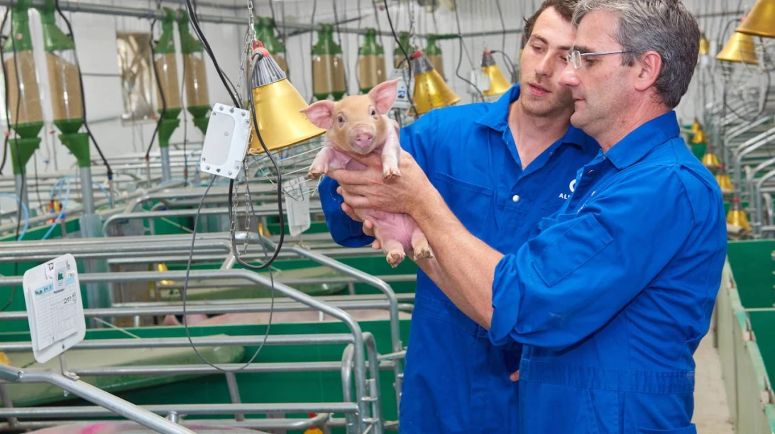 Deux employés d'Alphagène observent un porcelet