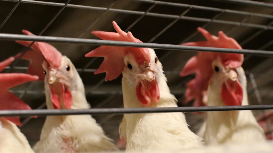 Poules.
