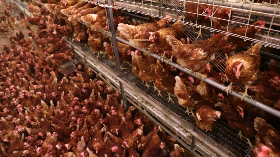 Photo de multiples poules pondeuses dans un poulailler.