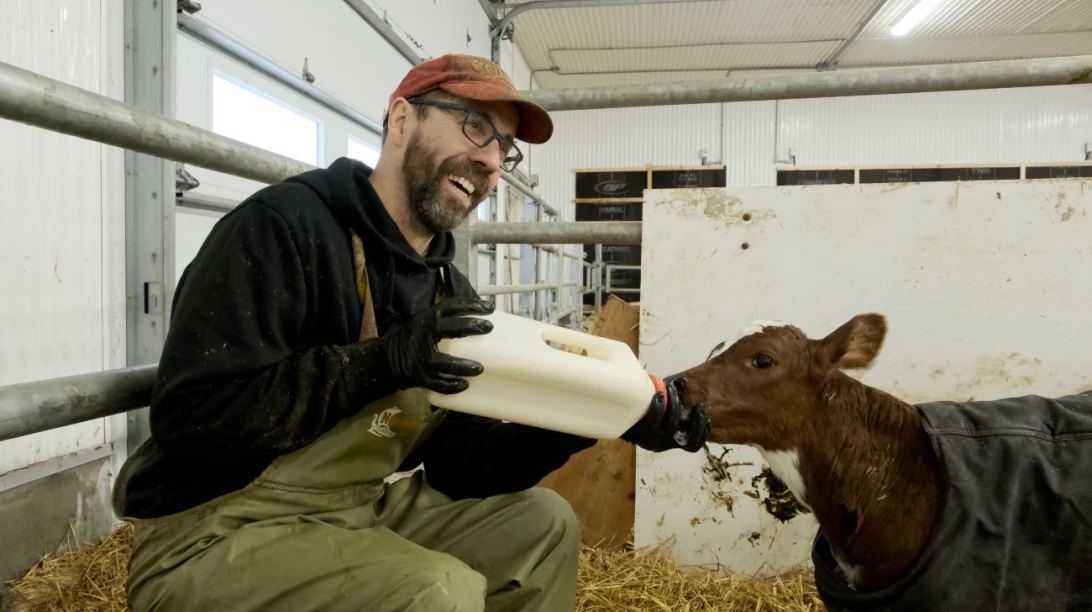 Producteur nourrissant un veau.