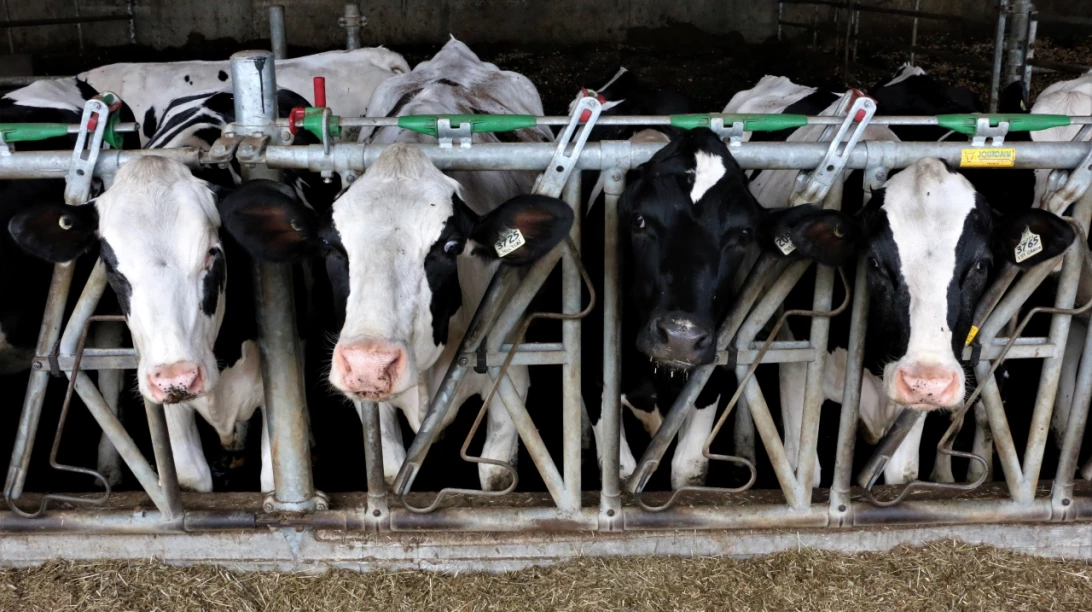 Vaches Holstein