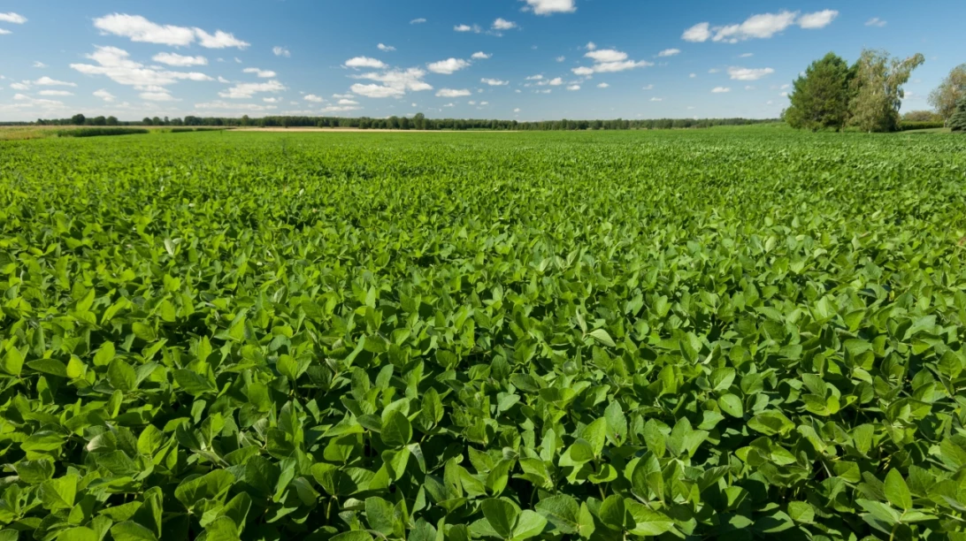 Champ de soya