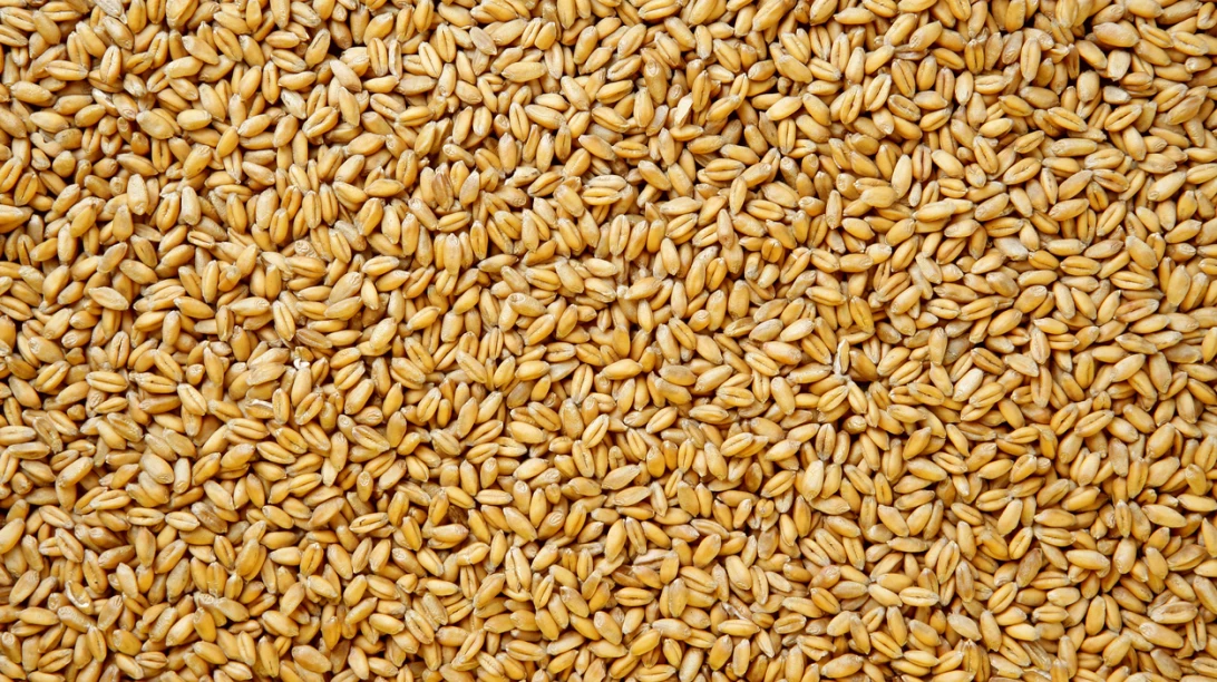 Grains