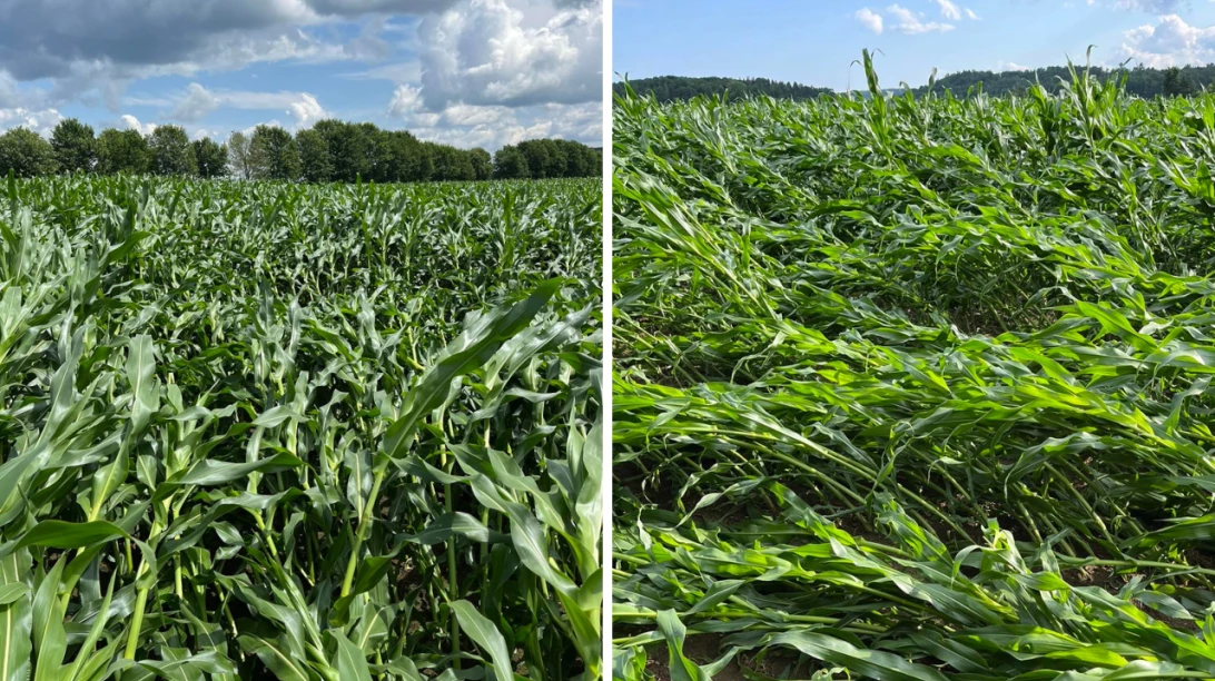 Champs de maïs de la Ferme Martin Drainville