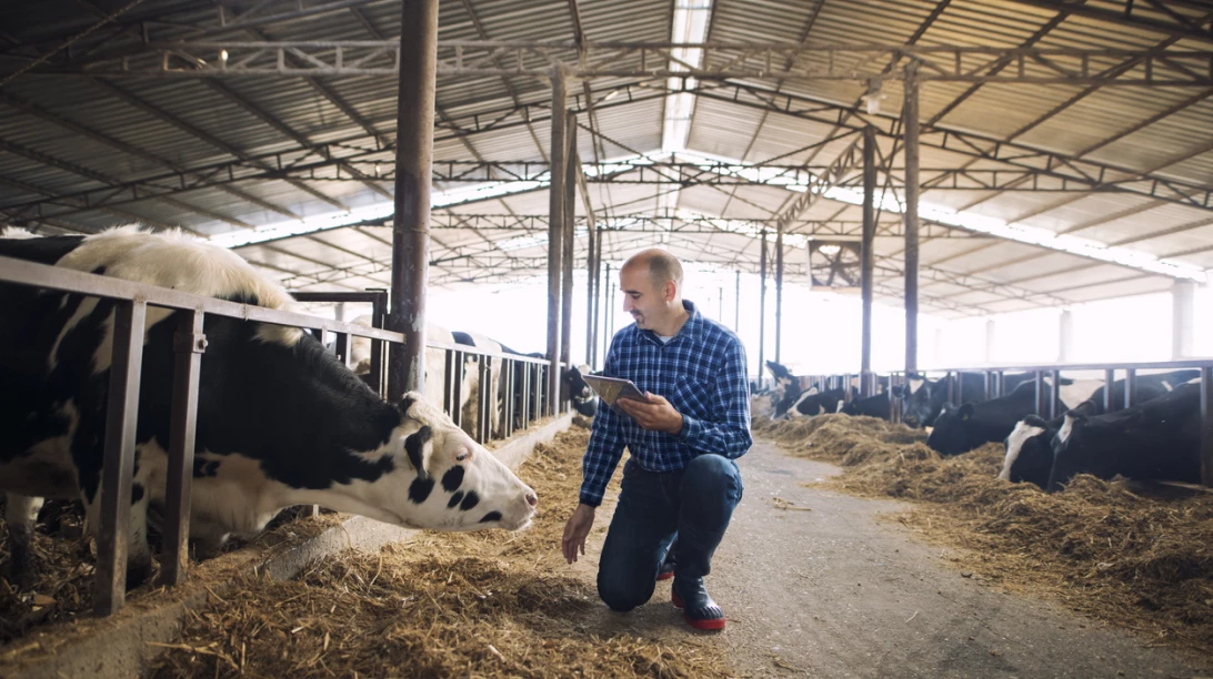 Un homme tenant une tablette à côté d'une vache.