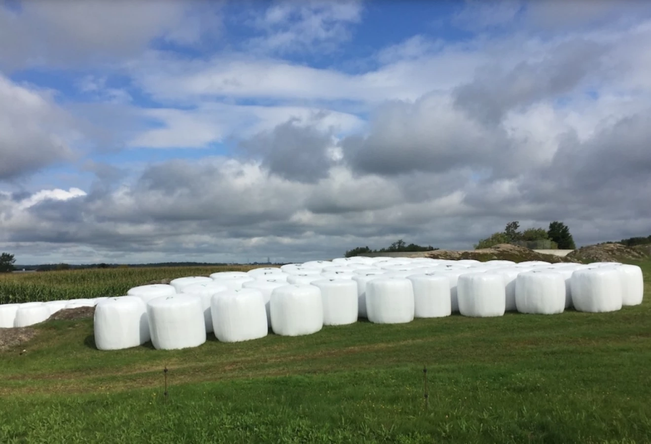 Balles de foin enveloppées dans un plastique
