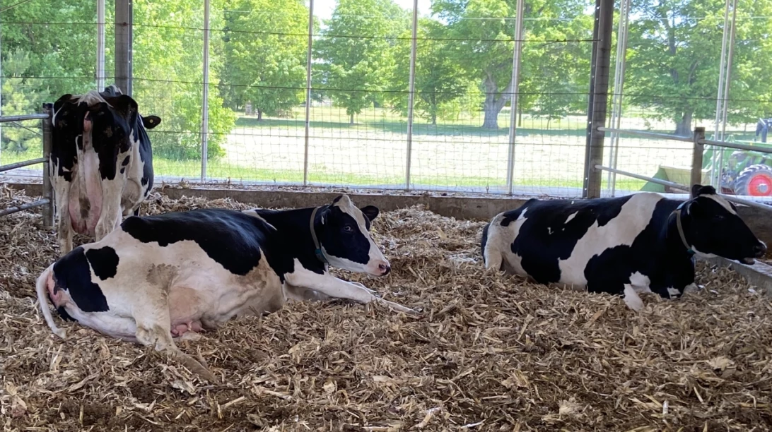 Vaches laitières