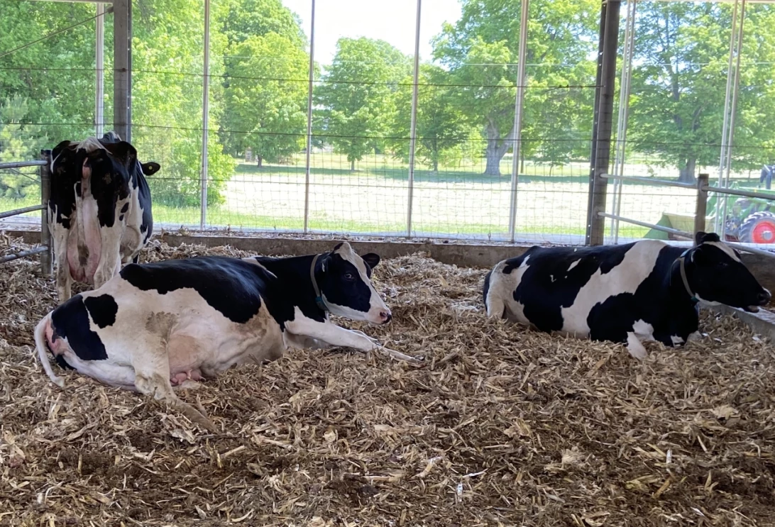 Vaches laitières