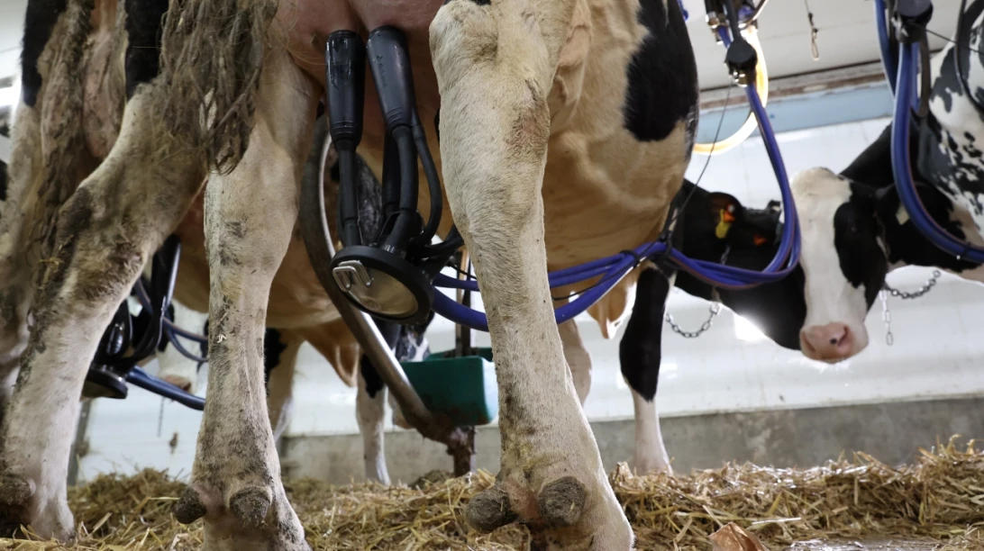 Vache en train d'être traite.