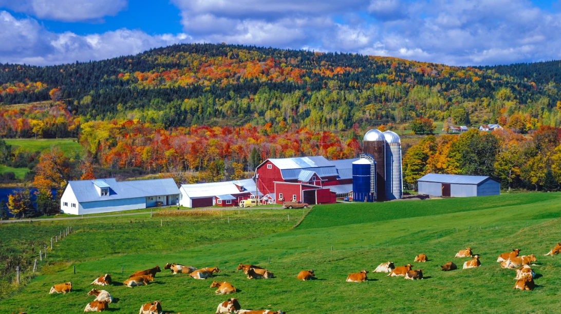 Ferme américaine