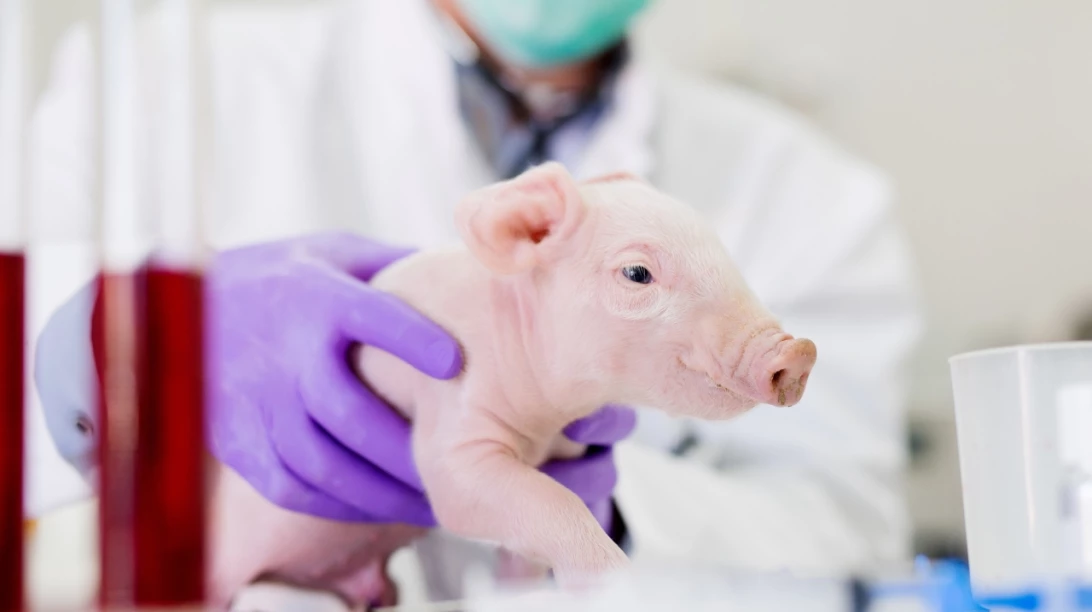 Porcelet dans un laboratoire