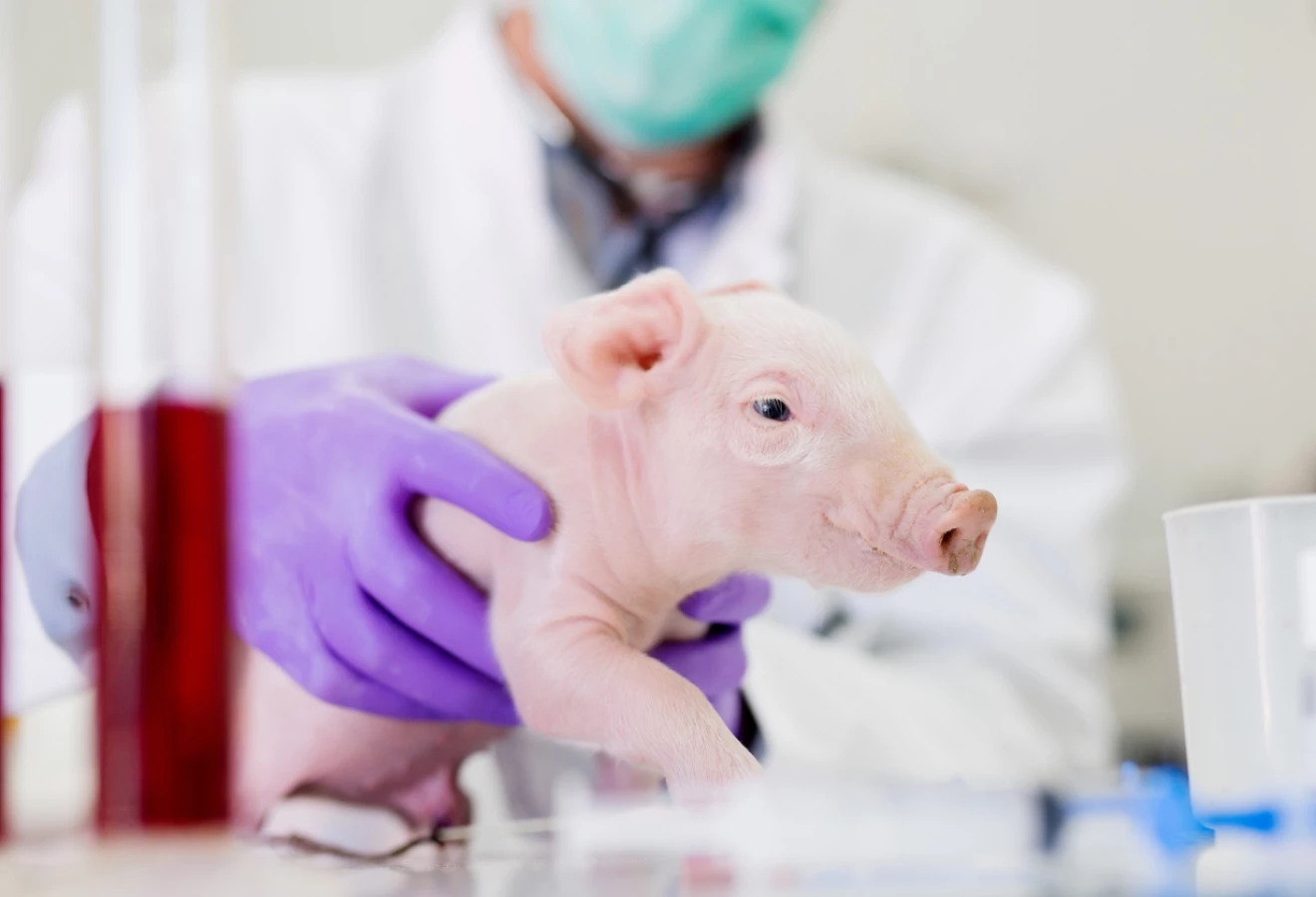 Porcelet dans un laboratoire