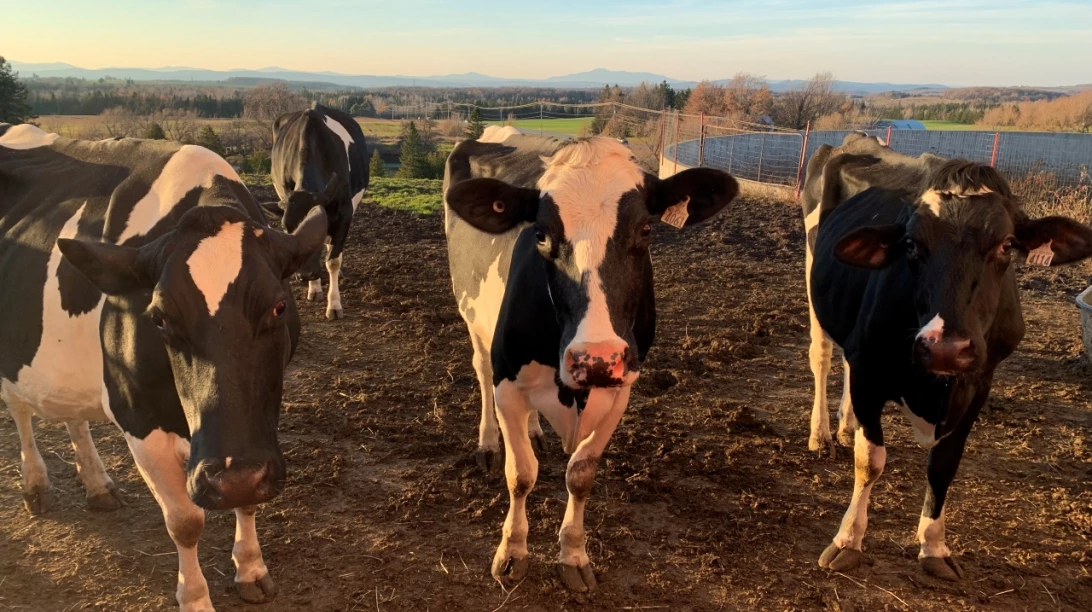 Vaches Holstein dans le soleil couchant.