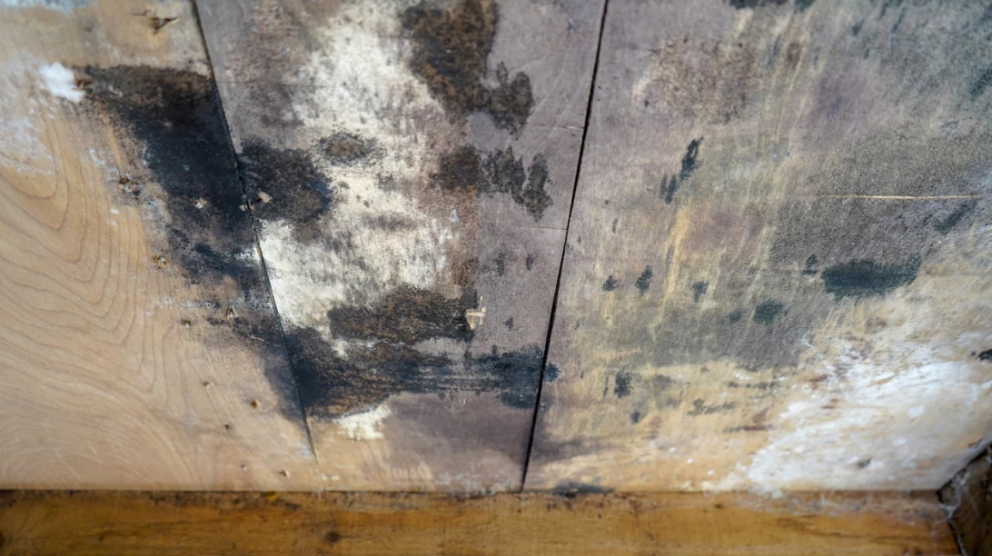 Moisissure sur un plafond en bois