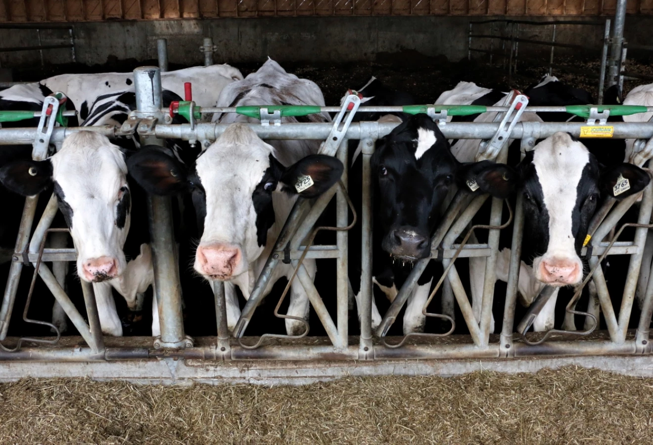 Vaches Holstein