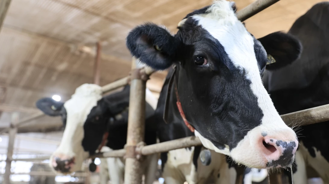 Vaches Holstein