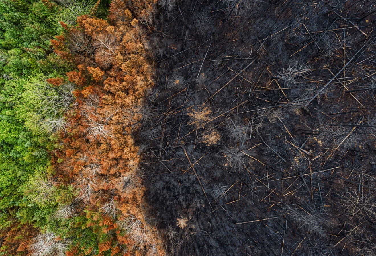 Fin d'un feu de forêt canadien