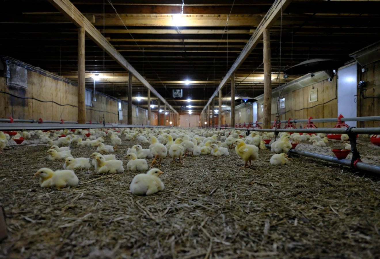 Poussins dans un bâtiment