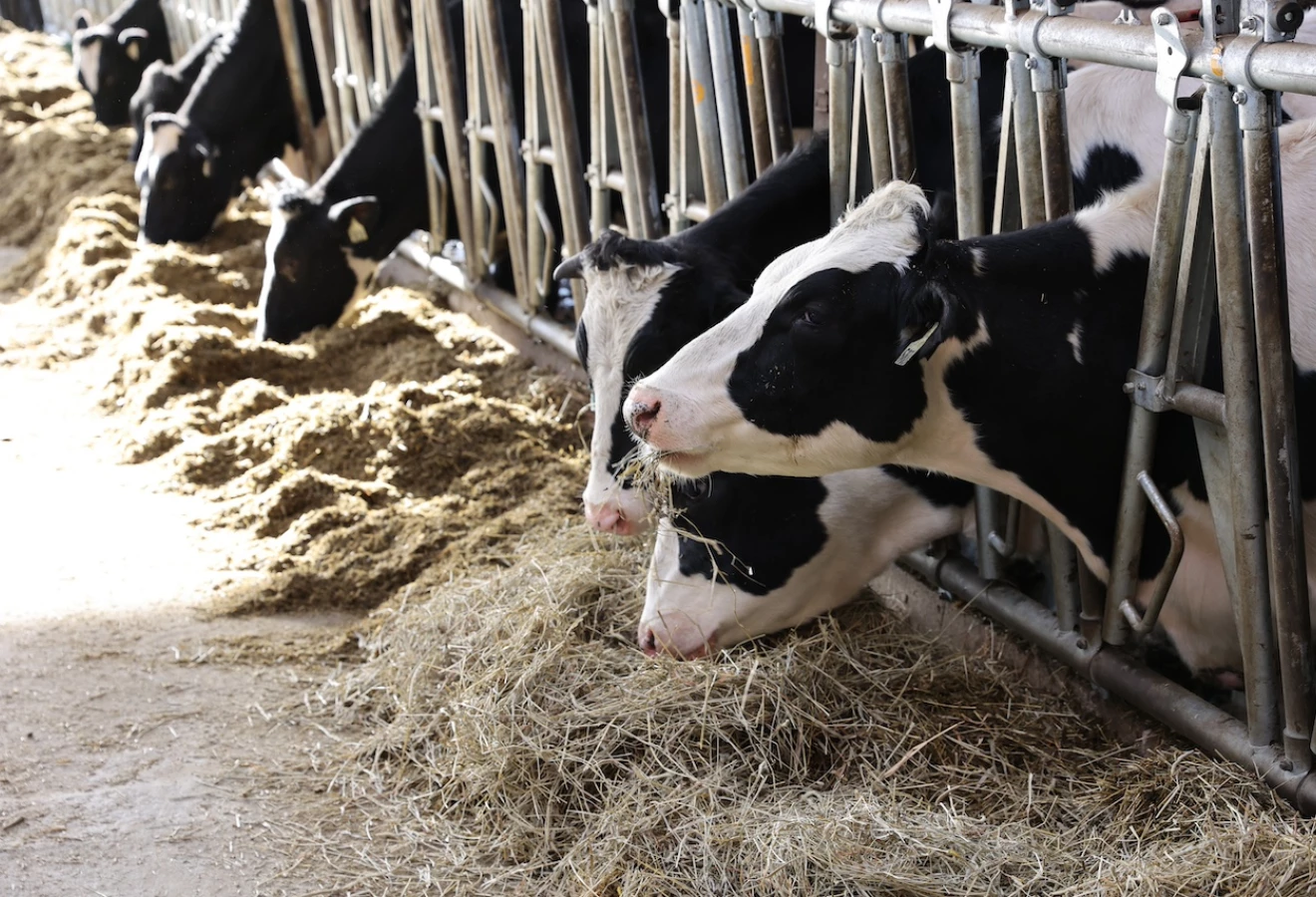 Vaches holstein qui mangent - Photo : Étienne Gosselin