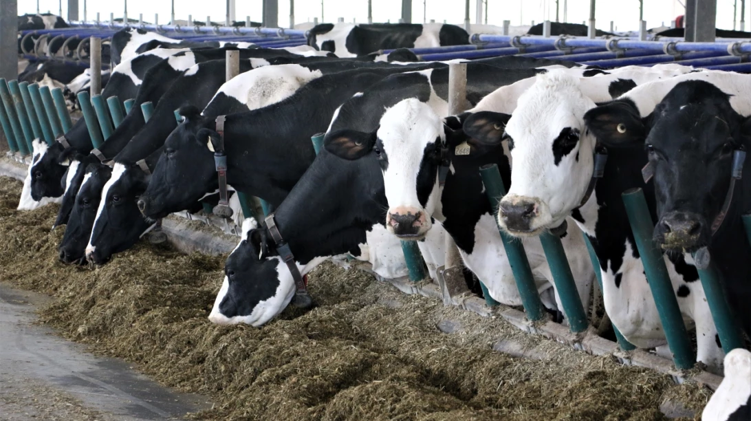 Vaches Holstein mangeant