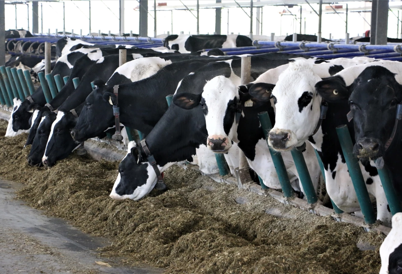 Vaches Holstein mangeant
