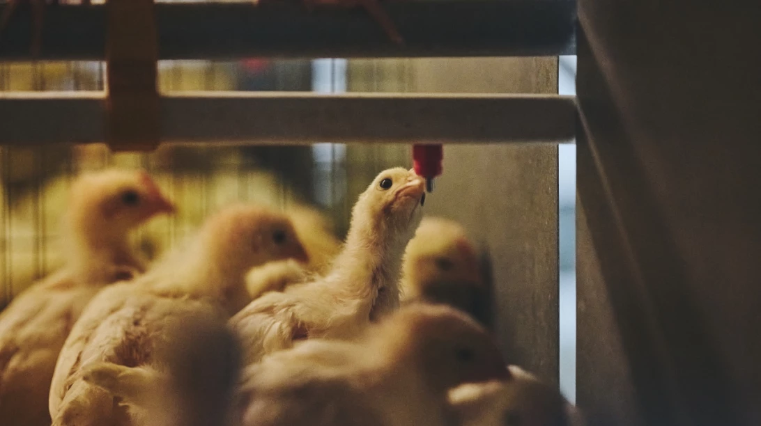 Poussins