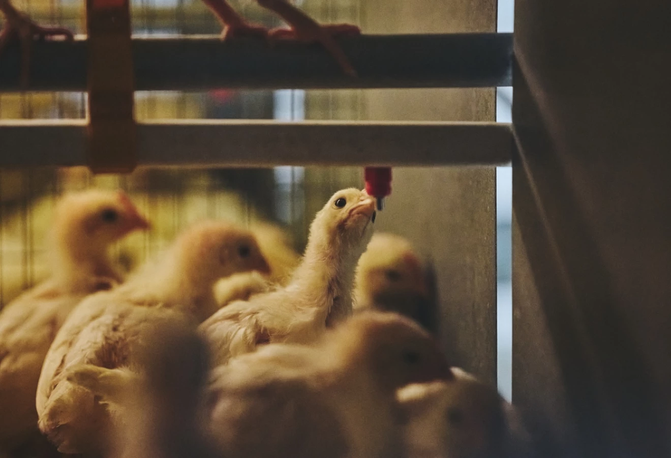 Poussins