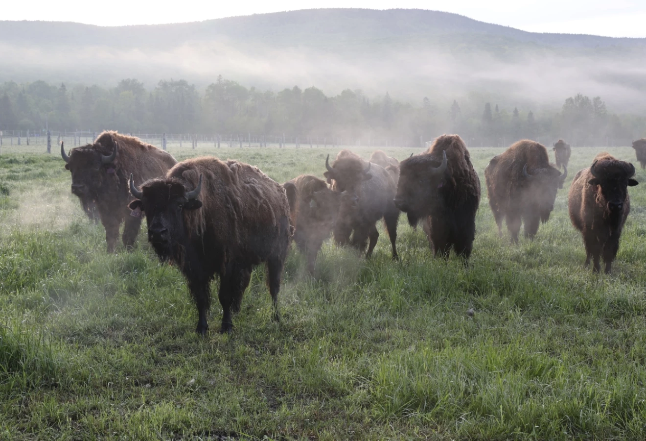 Bisons dans le brouillard