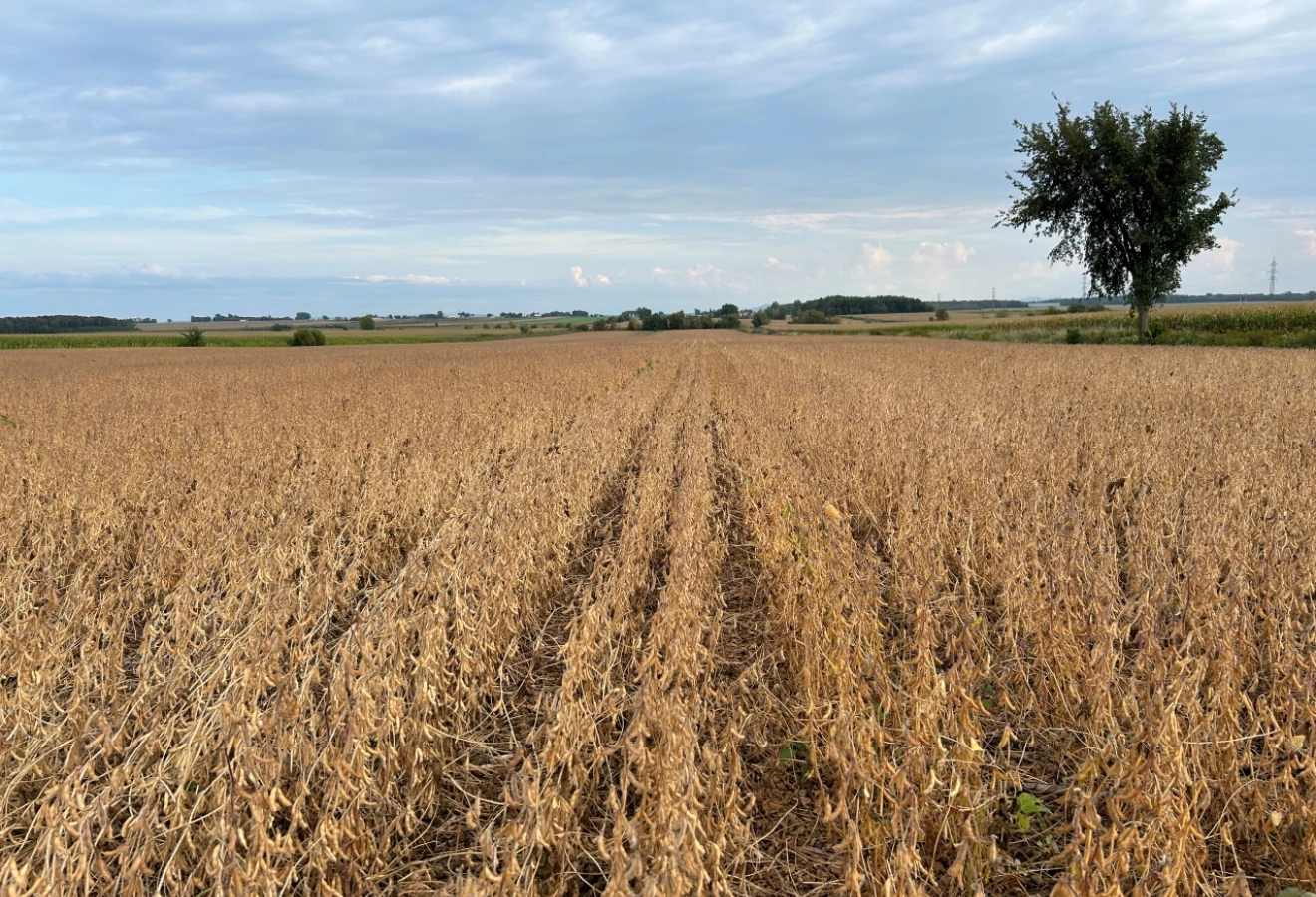 Champ de soya