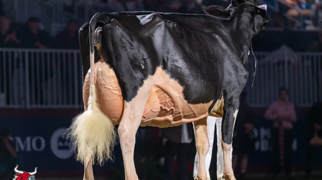 Jeffrey-Way Hard Rock Twigs