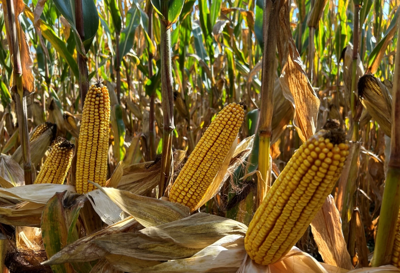 Des épis de maïs-grain mature.