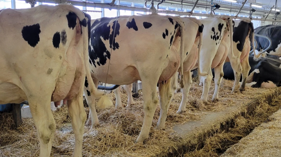 Vaches Holstein vues de derrière