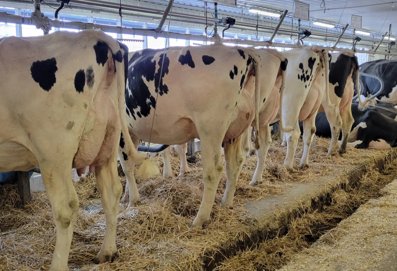 Vaches Holstein vues de derrière