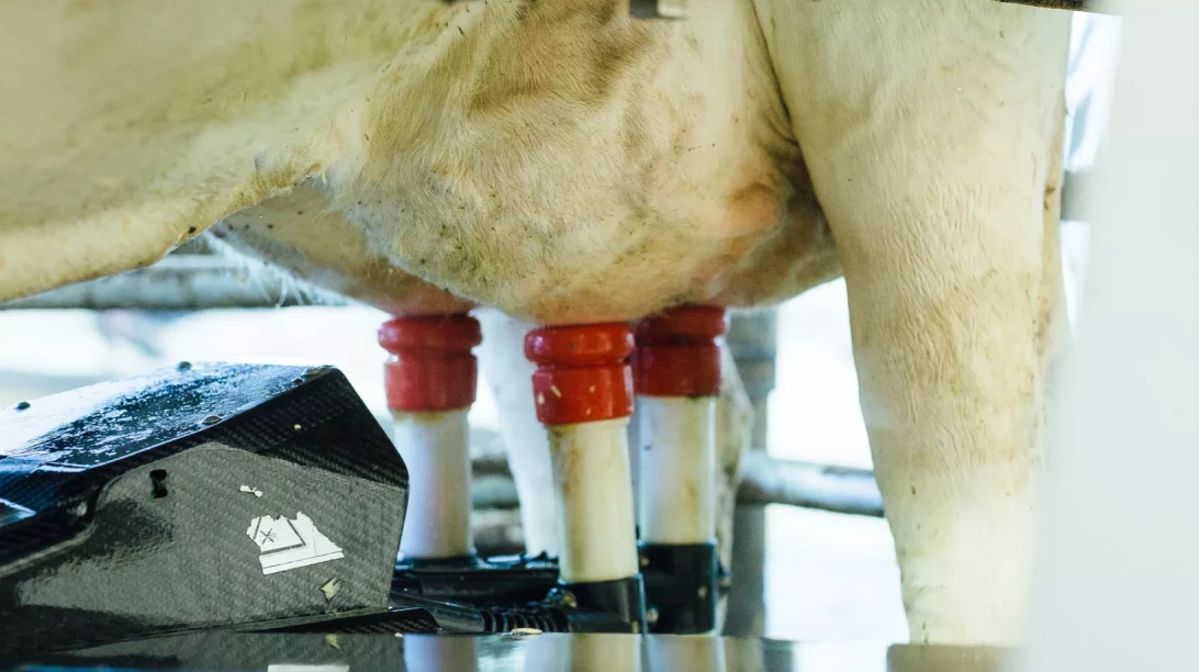 Pis d'une vache au robot de traite
