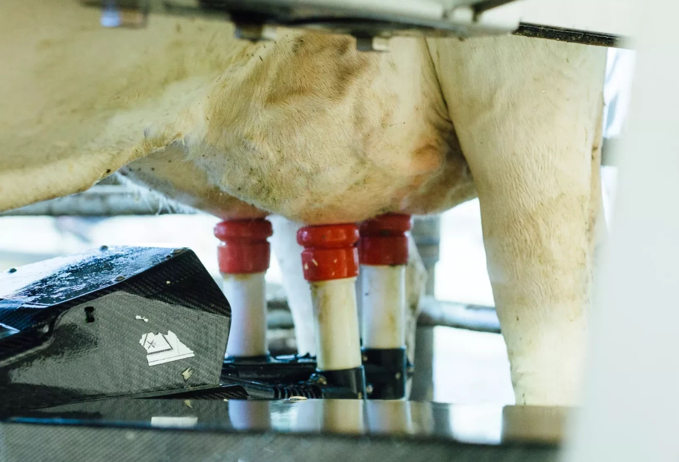 Pis d'une vache au robot de traite