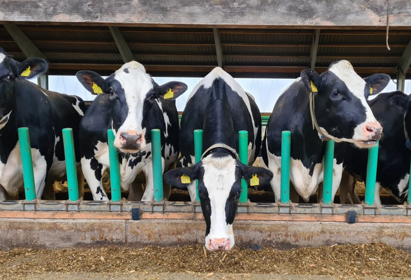 Flex-Feed par Cow-Welfare