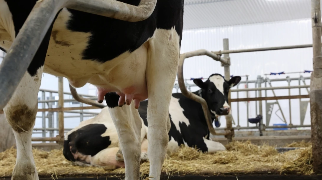 Pies d'une vache Holstein