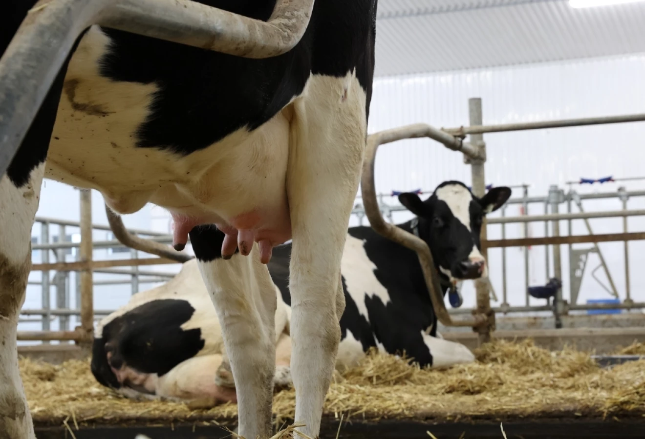 Pies d'une vache Holstein