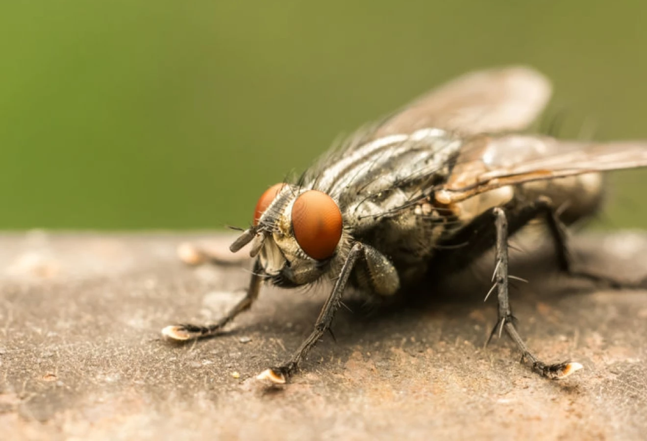 Mouche