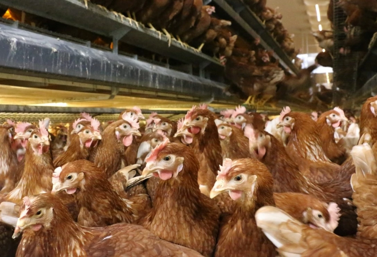 Poules pondeuses