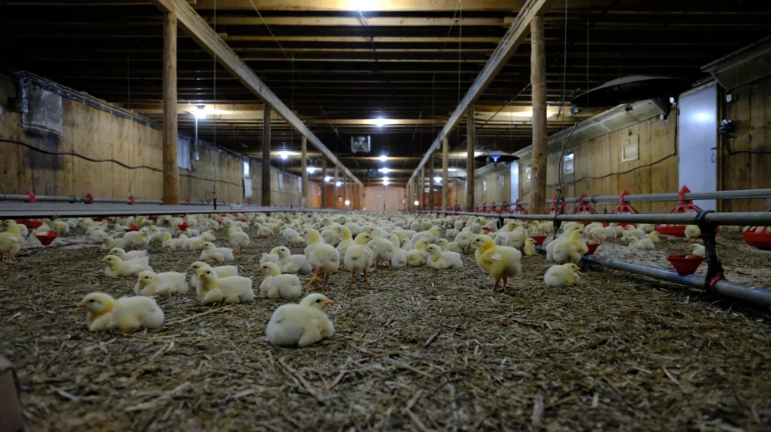 Poussins dans un bâtiment avicole